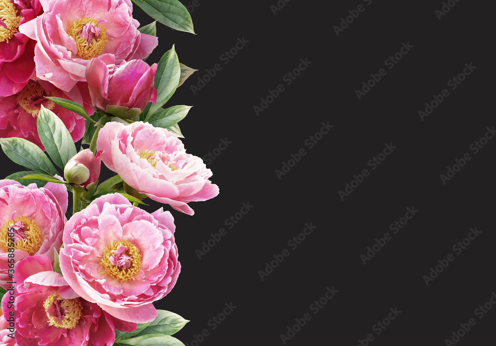 Floral banner, header with copy space. Pink peonies isolated on dark background. Natural flowers wallpaper or greeting card. Floral banner, header with copy space. Pink peonies isolated on dark background. Natural flowers wallpaper or greeting card.
