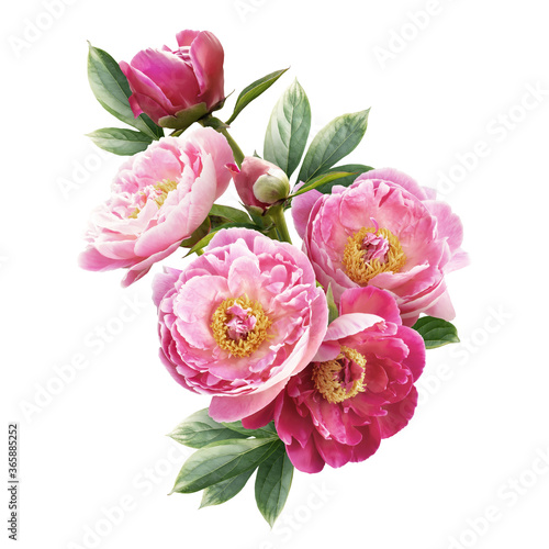 Pink peonies isolated on white background. Floral arrangement  bouquet of garden flowers. Can be used for invitations  greeting  wedding card.