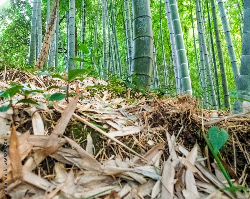 竹林内の風景 竹林内の風景