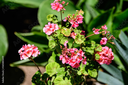 Group of vivid pink Pelargonium flowers (commonly known as geraniums, pelargoniums or storksbills) and fresh green leaves in a pot in a garden in a sunny spring day