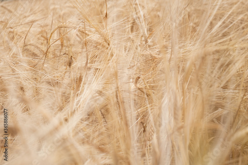 golden wheat field ,ears of grain background close up