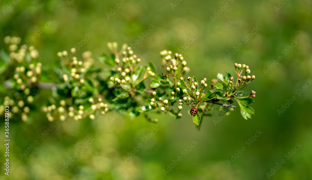 Landscape with close up of beautiful branch bloom Landscape with close up of beautiful branch bloom