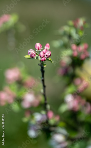 Landscape with close up of beautiful pink bloom of branch