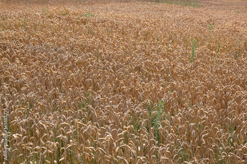View of cornfield on a normal summer day