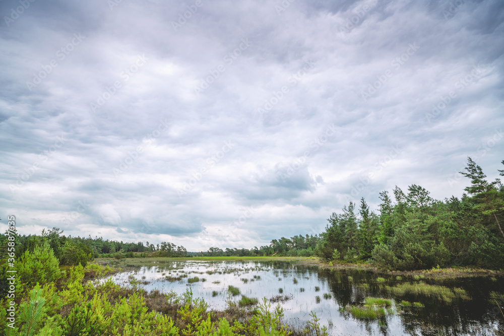 Forest swamp on a cloudy day