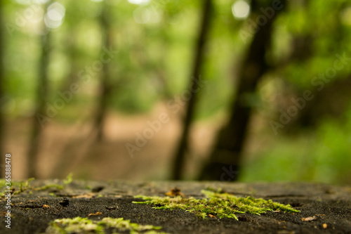 Stein auf einem Waldboden , für ihre Produktplatzierung .
