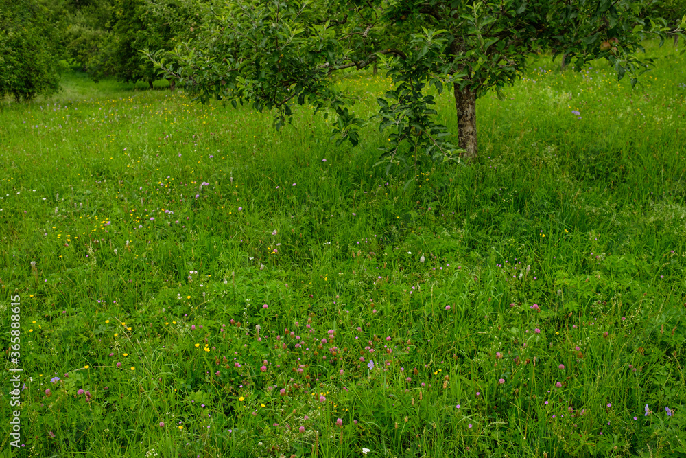 Green meadow with flowers and apple tree