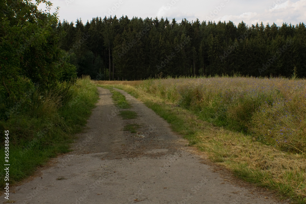 Ein Waldweg an einer grünen Wiese , im Hintergrund sind Bäume zu sehen Ein Waldweg an einer grünen Wiese , im Hintergrund sind Bäume zu sehen