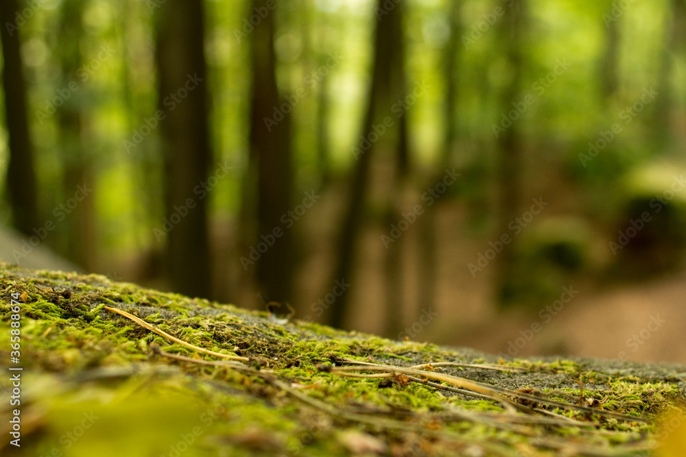 Ein mit Moos bewachsener Stein im Wald , gut für Produktplatzierung Ein mit Moos bewachsener Stein im Wald , gut für Produktplatzierung
