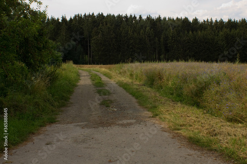 Ein Waldweg an einer gr  nen Wiese   im Hintergrund sind B  ume zu sehen