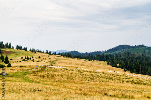 Mountains scenery. Panorama of grassland and forest in Gorce mountains. Carpathian mountains landscape, Poland. Gorczanski National Park, Poland photo