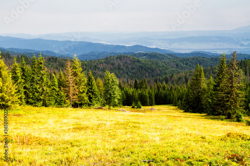 Mountains scenery. Panorama of grassland and forest in Gorce mountains. Carpathian mountains landscape, Poland. Gorczanski National Park, Poland photo