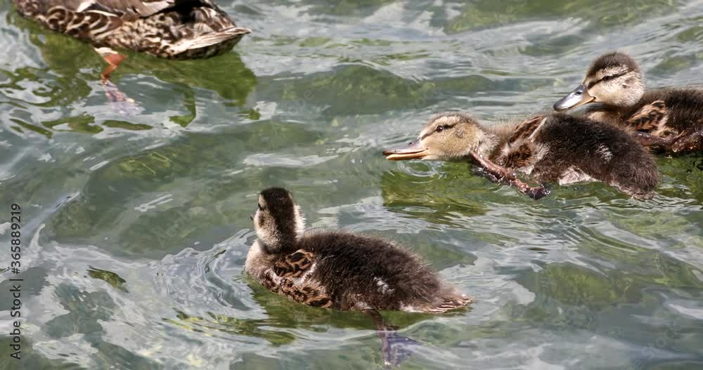 ducklings_swimming