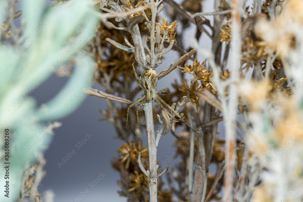 Naklejka premium Large tan and brown spider camouflaged in sagebrush