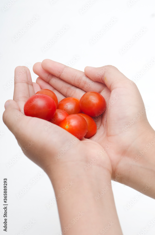 hand holding tomato hand holding tomato