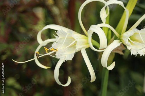 Garden amaryllis (Crinum x powellii) in white photo