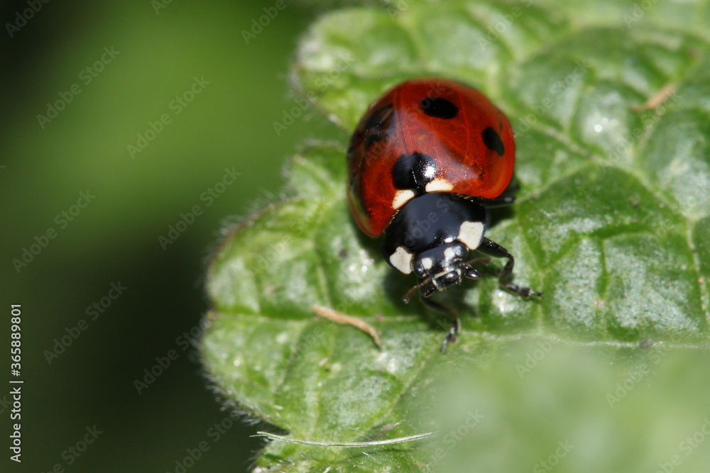 Fototapeta premium dark red ladybug ladybird faceing camera sitting on a leaf