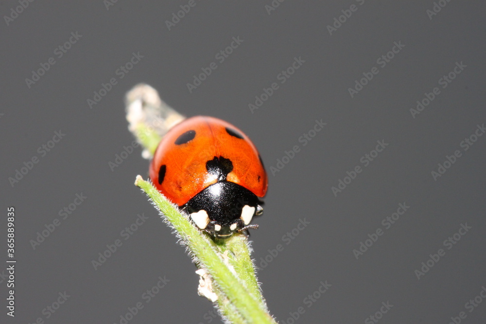 Fototapeta premium red ladybird ladybug sitting on top of a stem