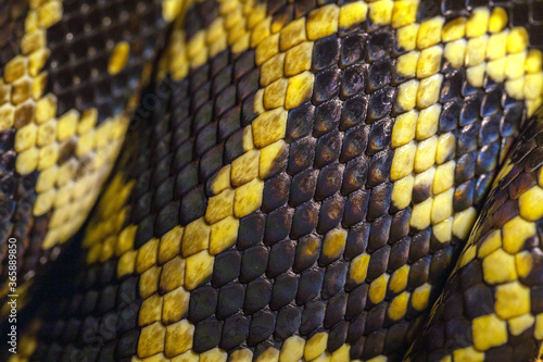 Python skin and scales. Macro. Black and yellow snake skin texture, background, pattern