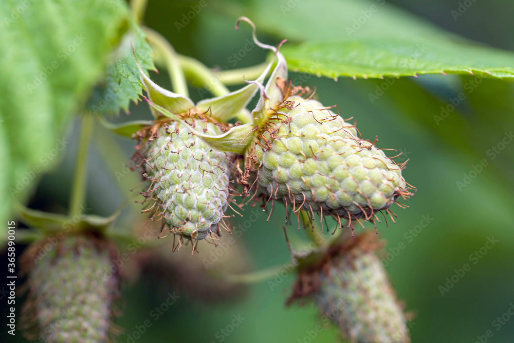 Macro of unripe green raspberry berries growing on the bush. Berry background Macro of unripe green raspberry berries growing on the bush. Berry background