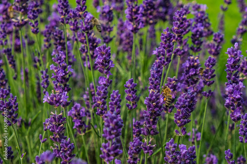 summer lavender with bees © Petr