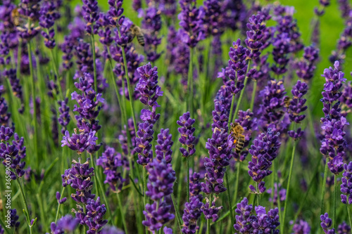 summer lavender with bees 