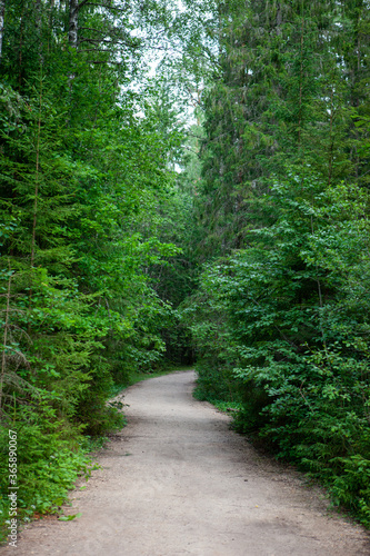 Gravel road between trees in the forest - Vaidava, Latvia