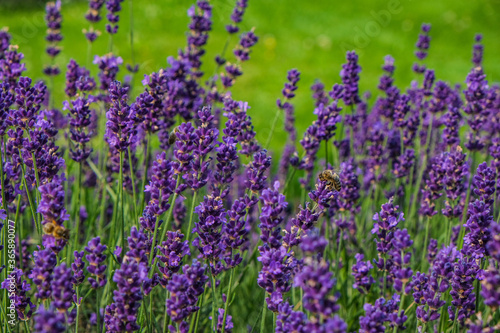 summer lavender with bees 