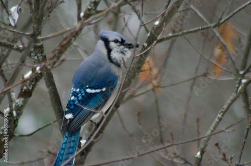 Blue Jay perched in a tree