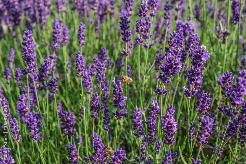 summer lavender with bees
summer lavender with bees