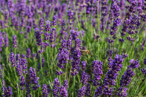 summer lavender with bees 