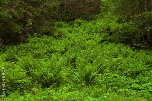 Gro  e Fl  che mit Farnen im Wald  die einen urwald  hnlichen Eindruck vermitteln