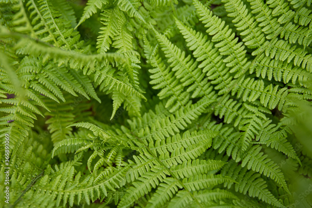 Green fern leaves in forest Green fern leaves in forest