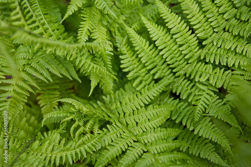 Green fern leaves in forest