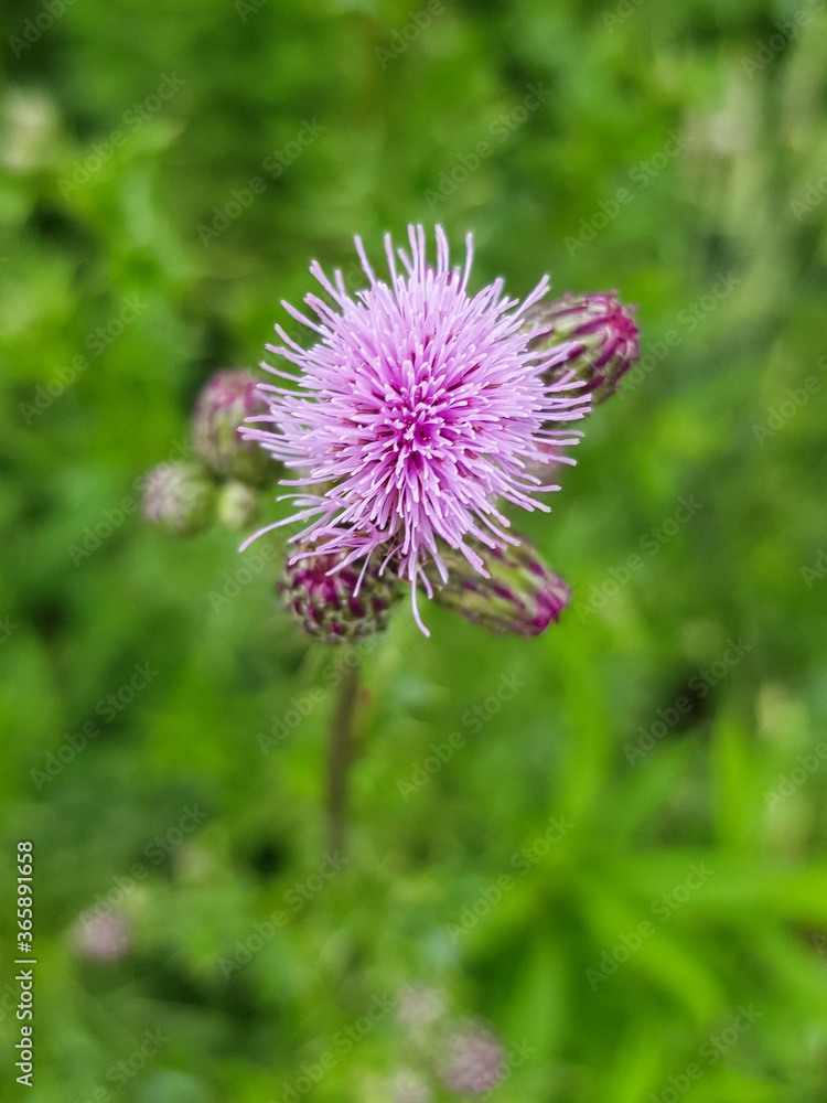 boar thistle also corn thistle (in german Acker-Kratzdistel also Ackerdistel) Cirsium arvense boar thistle also corn thistle (in german Acker-Kratzdistel also Ackerdistel) Cirsium arvense