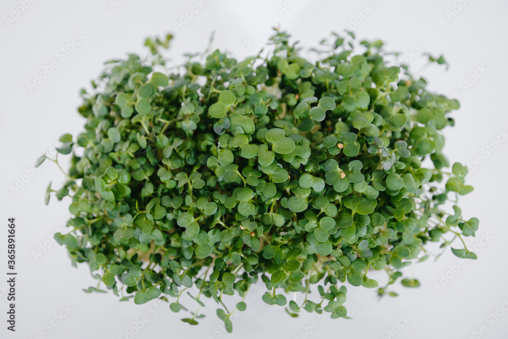 Micro-green mustard sprouts close-up on a white background in a pot with soil. Healthy food and lifestyle Micro-green mustard sprouts close-up on a white background in a pot with soil. Healthy food and lifestyle