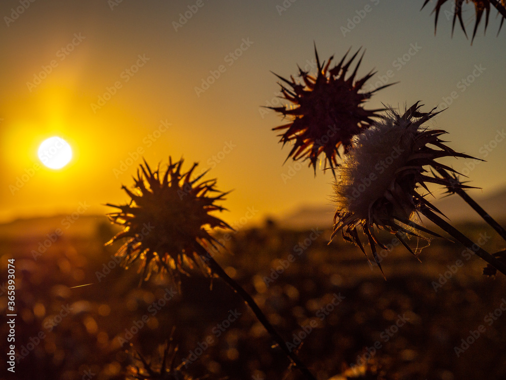 backlight made at dusk with flowers of wild thistles
