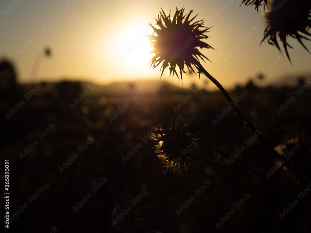 backlight made at dusk with flowers of wild thistles