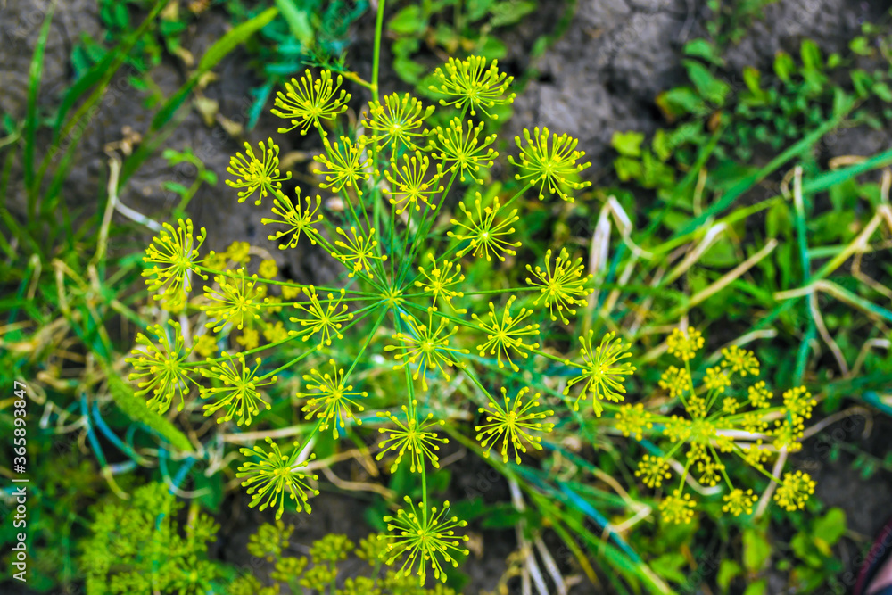 Growing green dill Growing green dill