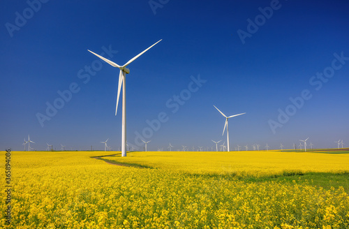 Wind farm and beautiful rapeseed flower in bloom with a clear blue sky. Lots of wind turbines in a field of blooming rapeseed. Windmill in Dogrogea, Romania