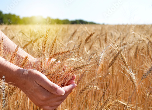 Spikelets of wheat in the hands of a woman farmer or agronomist.