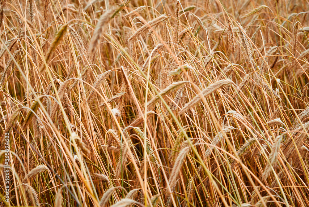 Rye ears close up. Rye field in a summer day. Harvest concept Rye ears close up. Rye field in a summer day. Harvest concept