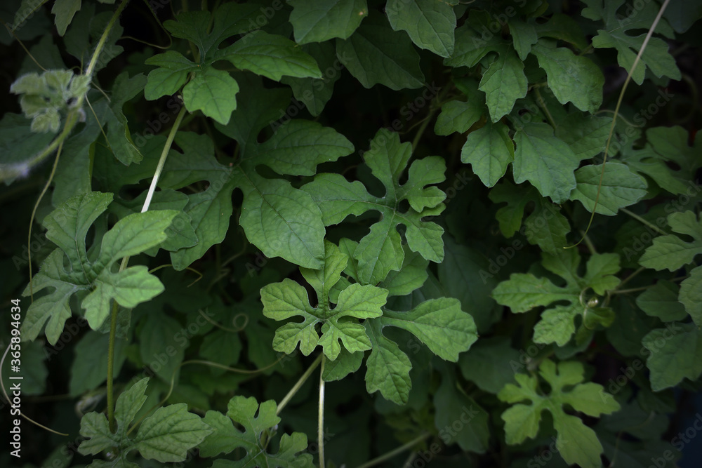          photo The shadow of the leaves in my garden       