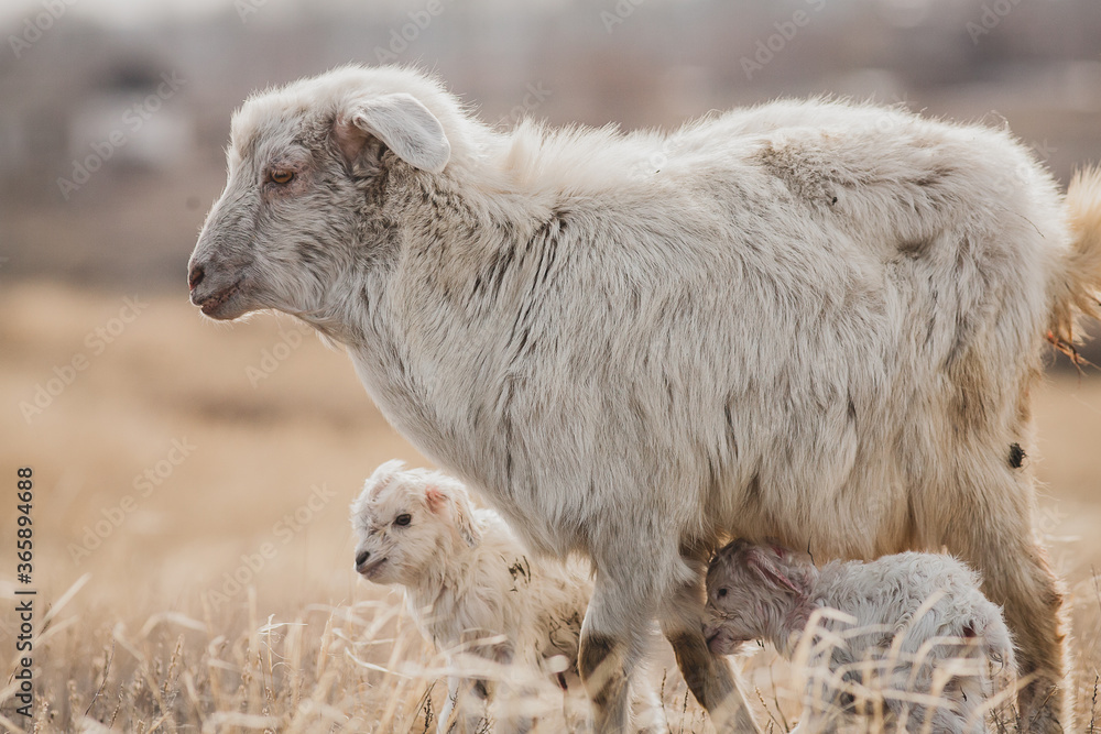 Sheep with newborn babies on a meadow Sheep with newborn babies on a meadow