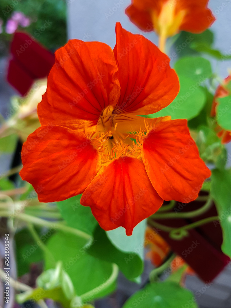 nasturtium also Indian cress (in german Bunte Kapuzinerkresse) Tropaeolum majus nasturtium also Indian cress (in german Bunte Kapuzinerkresse) Tropaeolum majus