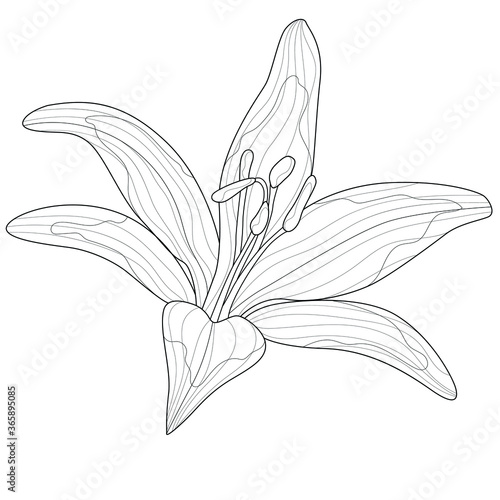 Lily flower.Coloring book antistress for children and adults. Zen-tangle style.Black and white drawing