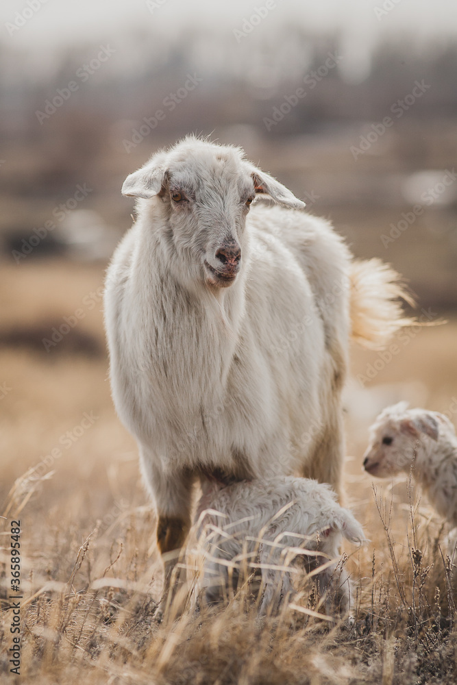 Sheep with newborn babies on a meadow Sheep with newborn babies on a meadow