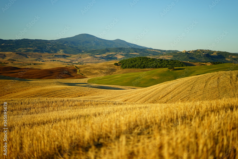 Rolling hills landscape on a summer morning in Val d'Orcia, Tuscany, Italy