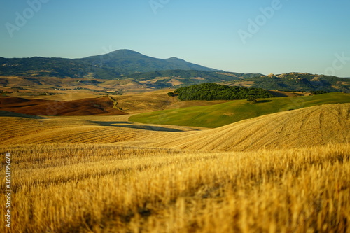 Rolling hills landscape on a summer morning in Val d Orcia  Tuscany  Italy