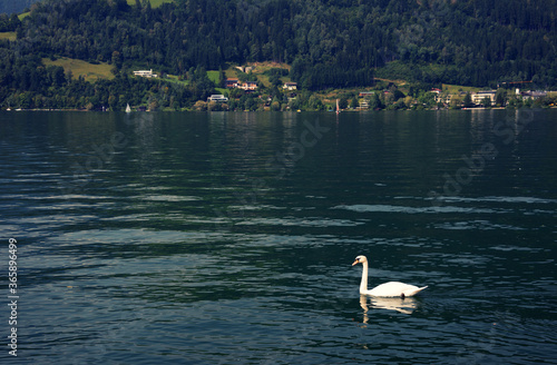 Swans on Zell am See  Austria  Europe